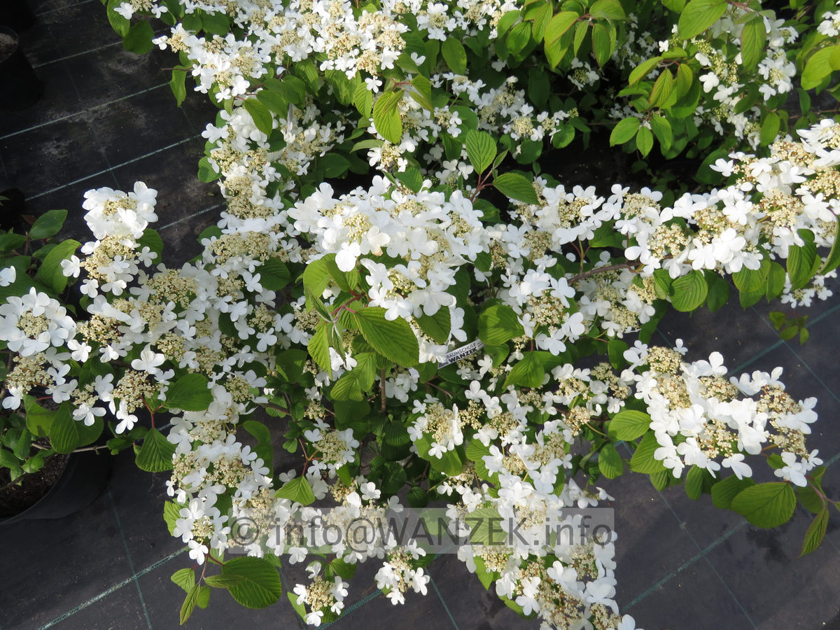Viburnum plicatum Cascade 03.JPG